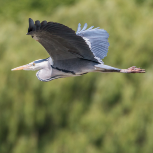 blue heron 2